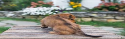 Miniature Dachshund dogs for sale: Honey - Ad 5