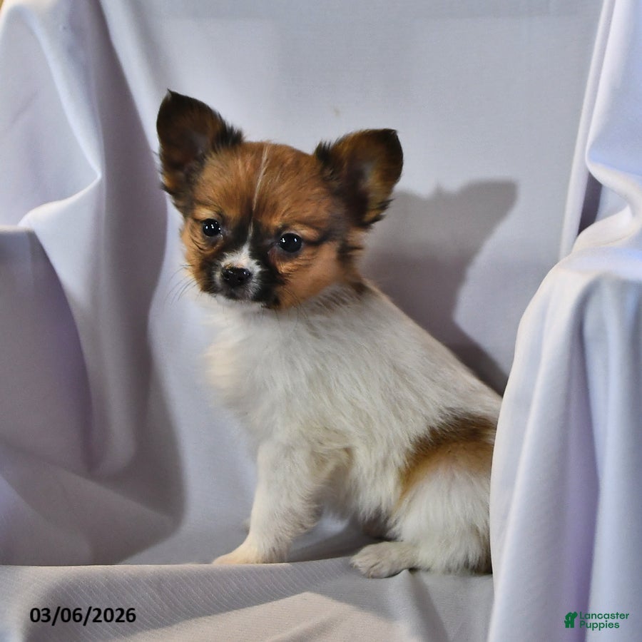 Papillon dogs Luna  - Ad 2