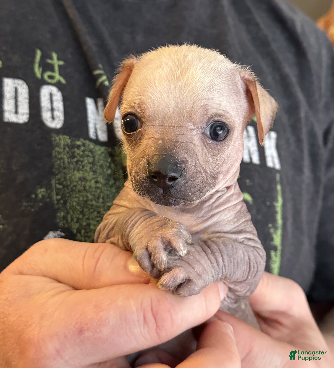 Mixed Breed dogs for sale: Ramstein  - Ad 10