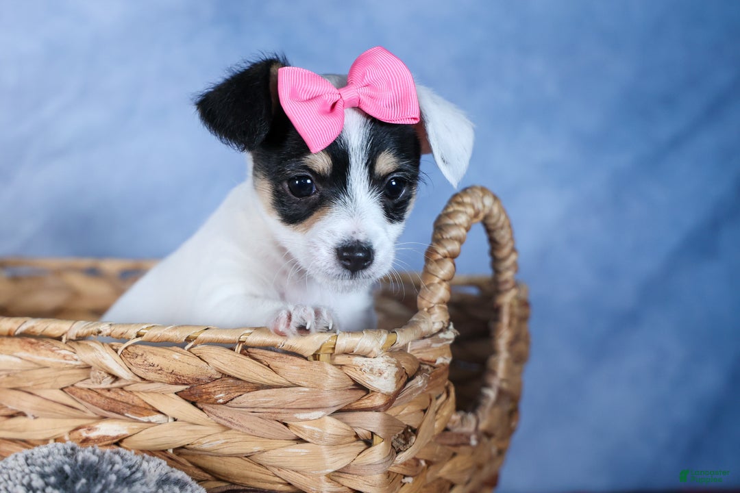 Chipoo dogs for sale: Kisses - Ad 6