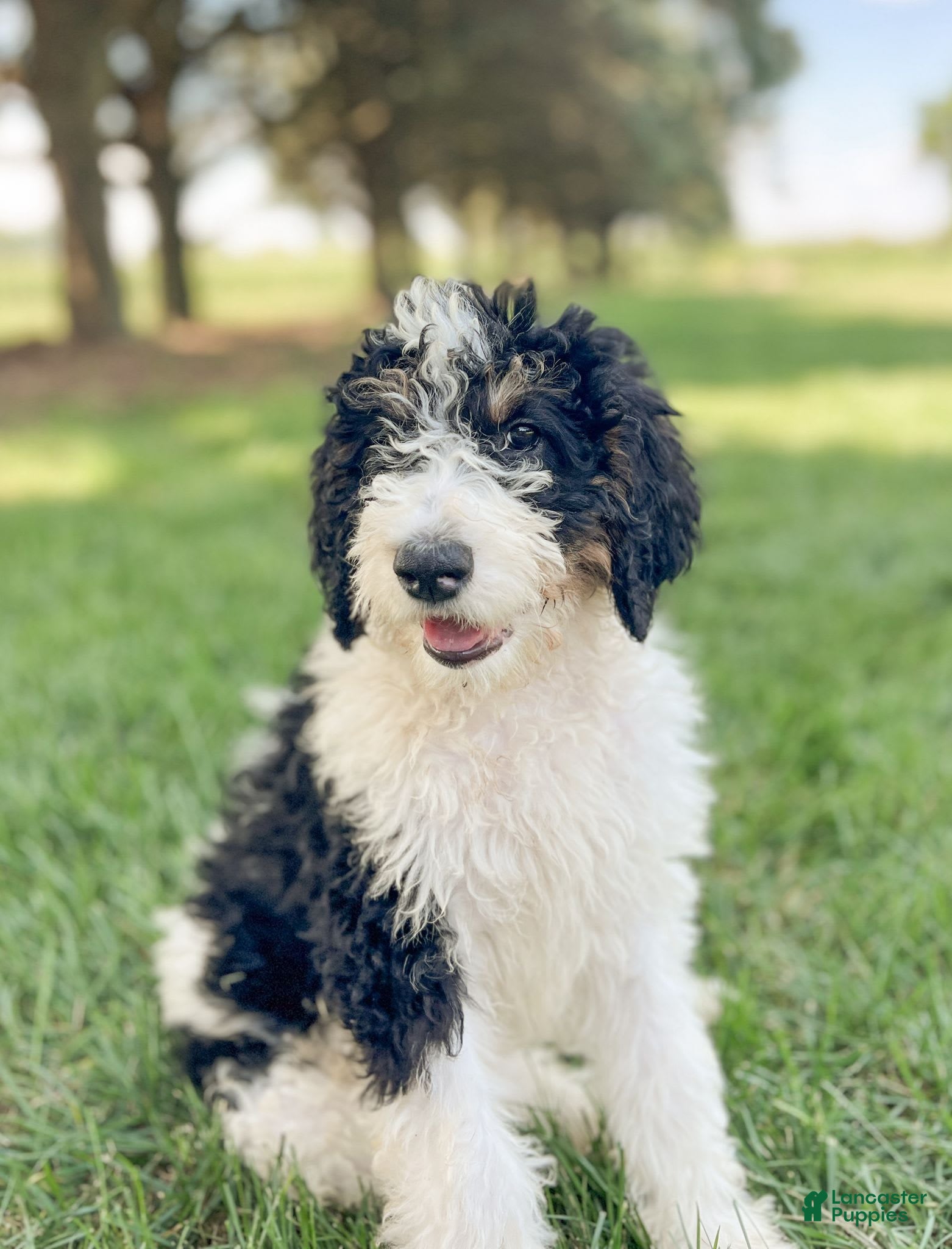 Herding Do Pumi Dogs Shed Bernedoodle Puppies For Sale In