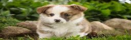 Welsh Corgi Pembroke dogs for sale: Rex - Ad 1