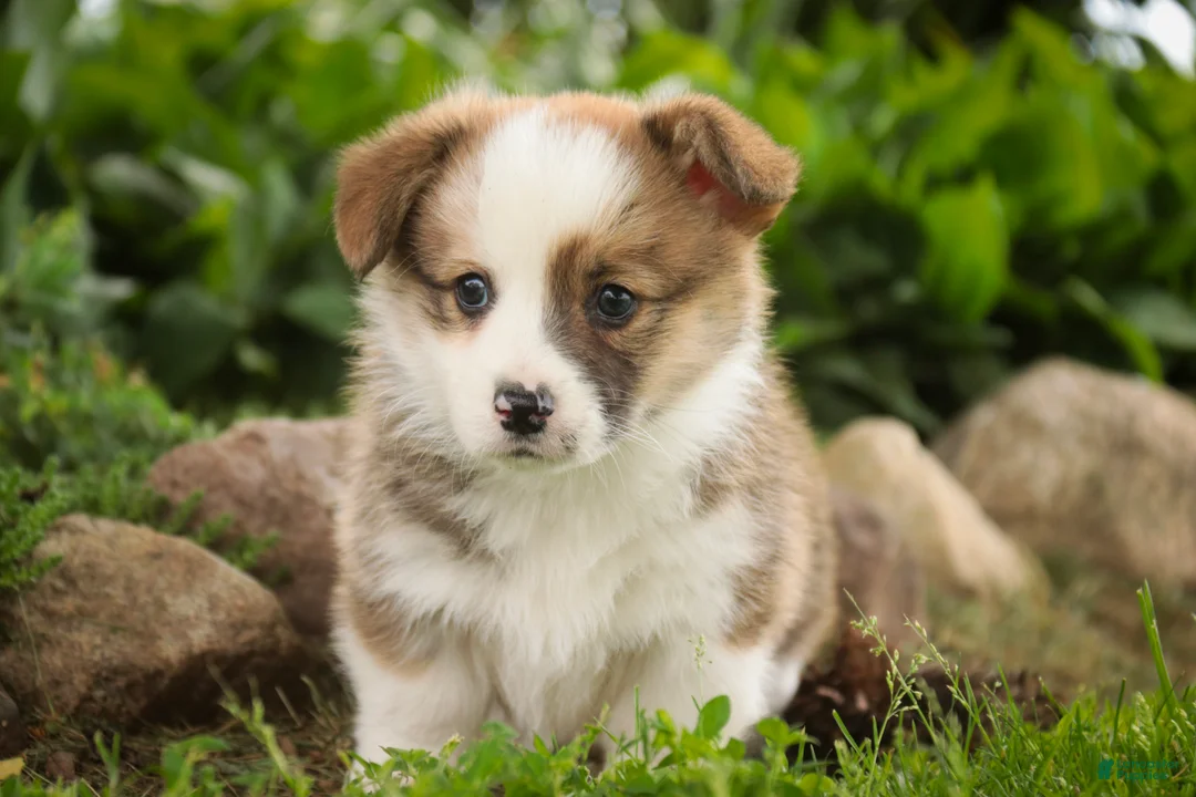 Welsh Corgi Pembroke dogs for sale: Rex - Ad 1