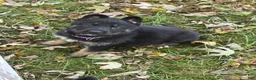 German Shepherd dogs for sale: German Shepherd 3 Purple Collar  - Ad 5