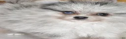 Pomeranian dogs for sale: Blackberry - Blue Merle 1 Blue Eye Pom Puppy - CH Lines! - Ad 1