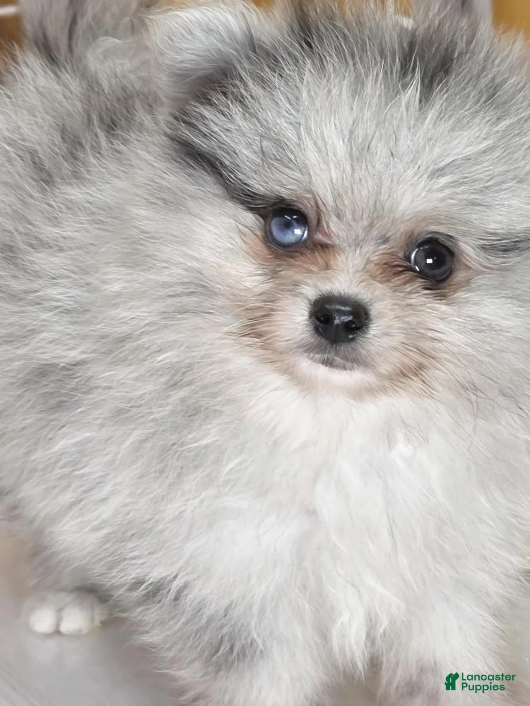 Pomeranian dogs for sale: Blackberry - Blue Merle 1 Blue Eye Pom Puppy - CH Lines! - Ad 1