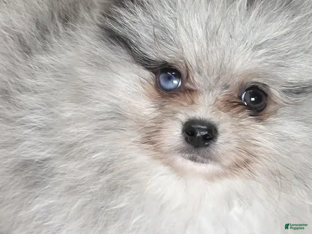 Pomeranian dogs for sale: Blackberry - Blue Merle 1 Blue Eye Pom Puppy - CH Lines! - Ad 2