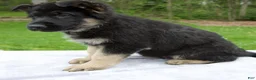 German Shepherd dogs for sale: Captain - Ad 5