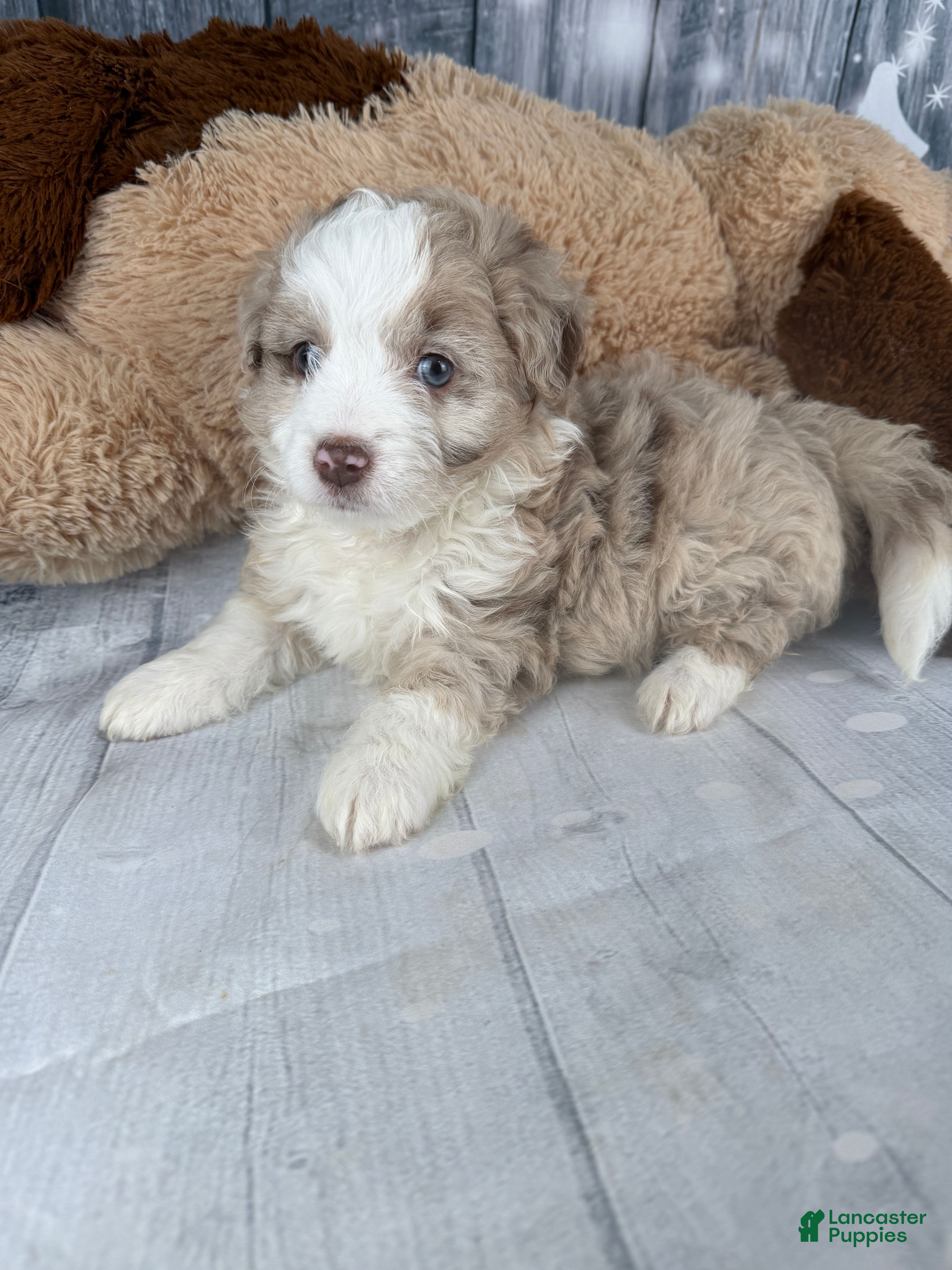 Aussiedoodle dogs Heidi - Ad 2