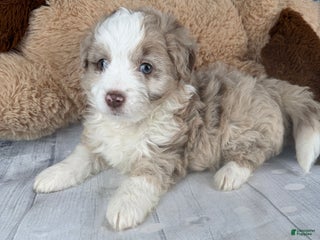 Aussiedoodle dogs Heidi - Ad 3