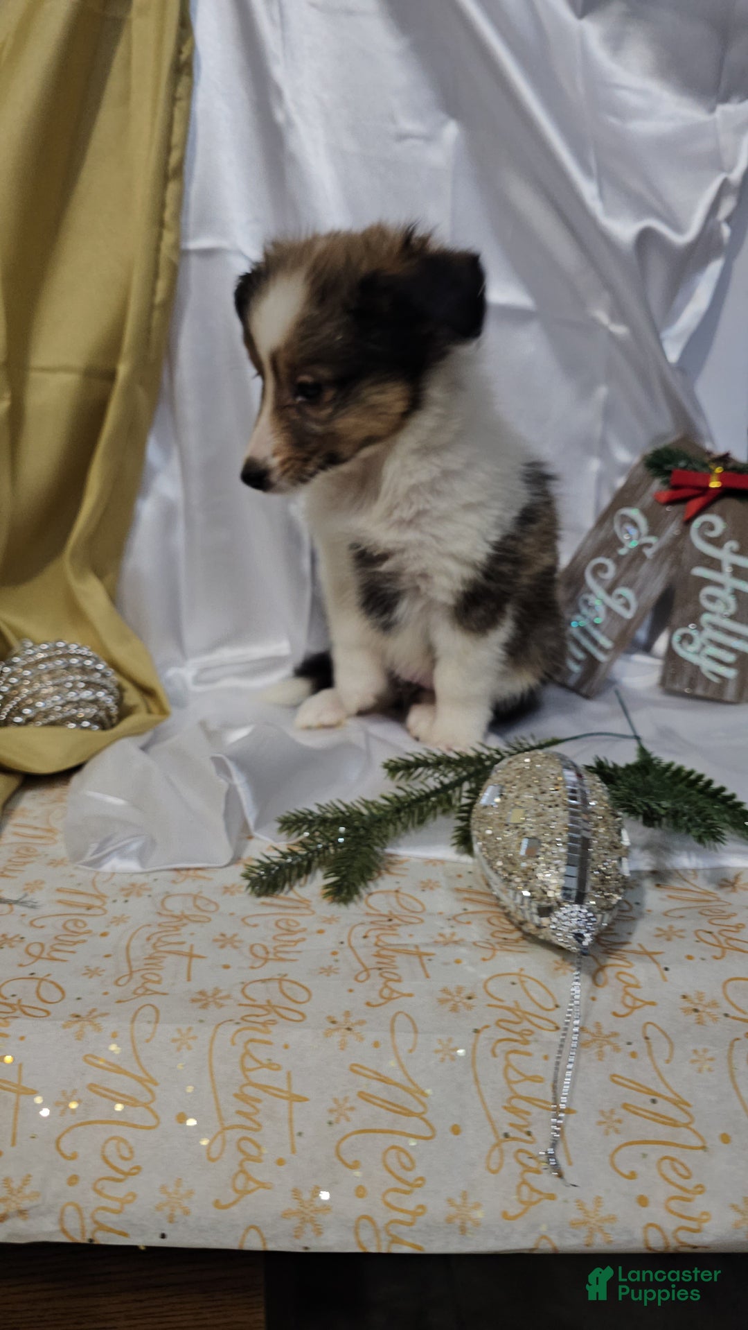 Shetland Sheepdog dogs for sale: Holly - Ad 13