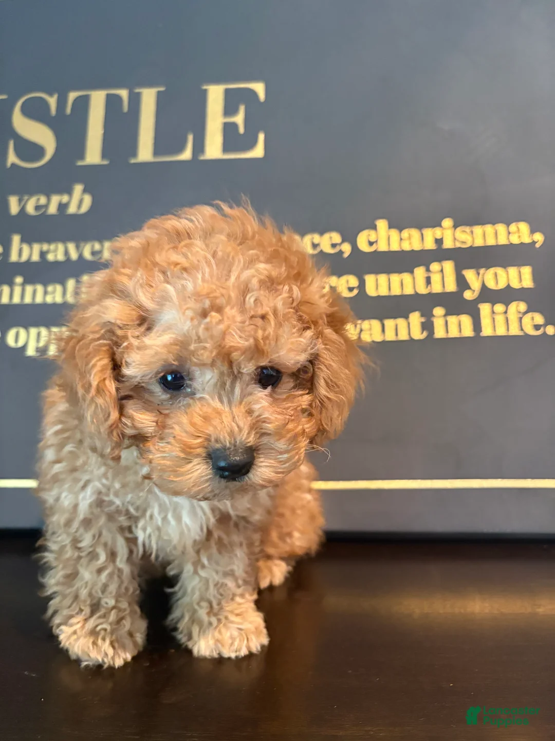 Mixed Breed dogs for sale: BERRY  - Ad 4