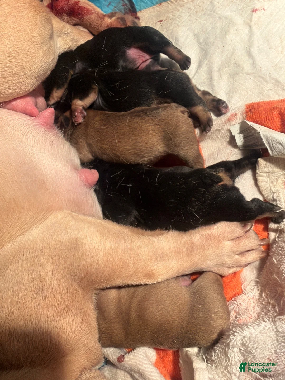 French Bulldog dogs for sale: French Bulldog 3 - Ad 2