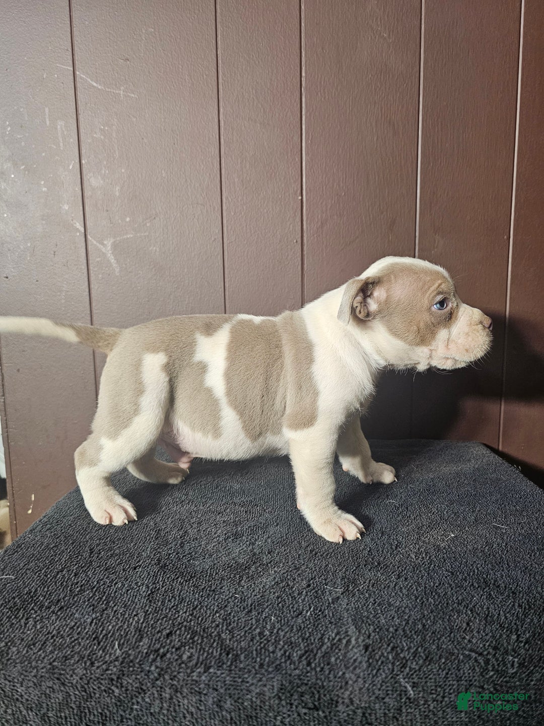 American Bully dogs for sale: Bruiser - Lilac Pied - Ad 1