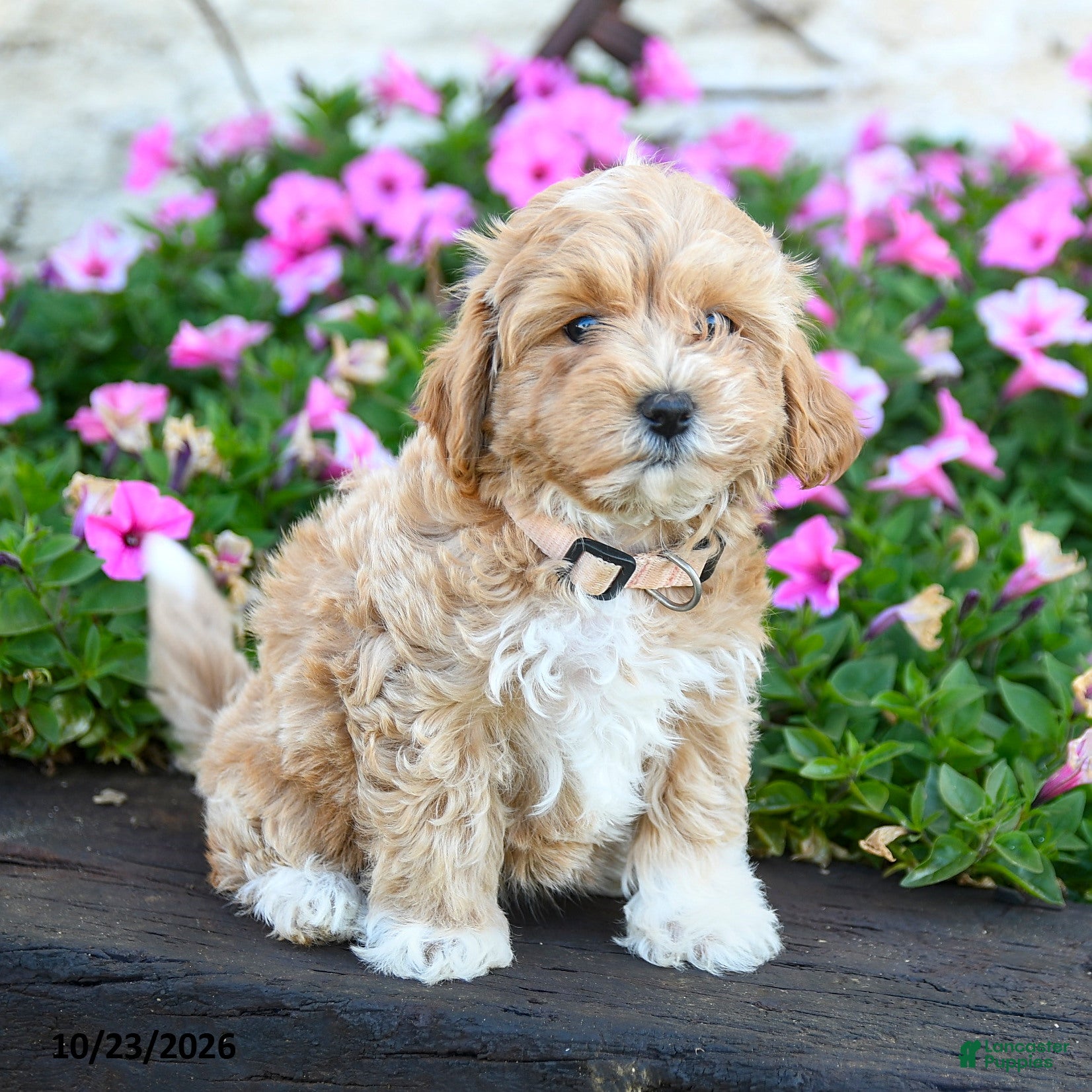 Maltipoo dogs for sale: Flopsy - Ad 1