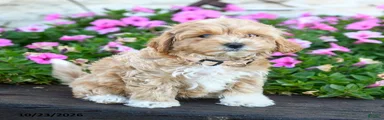 Flopsy