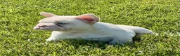 French Bulldog dogs for sale: Rambo - Ad 7