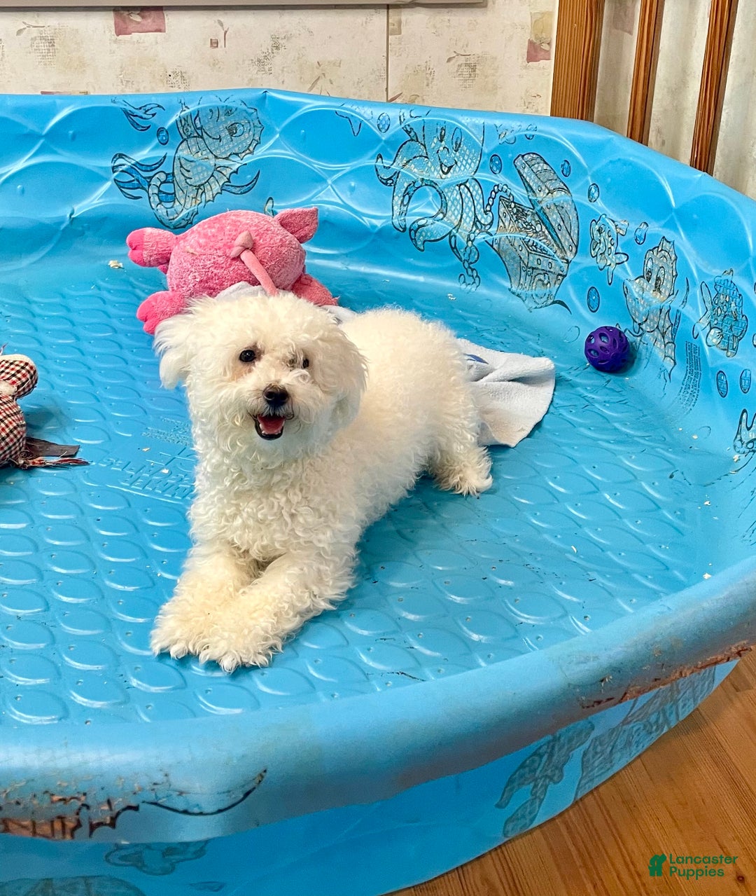 Bichon Frise dogs for sale: Lola - Ad 7