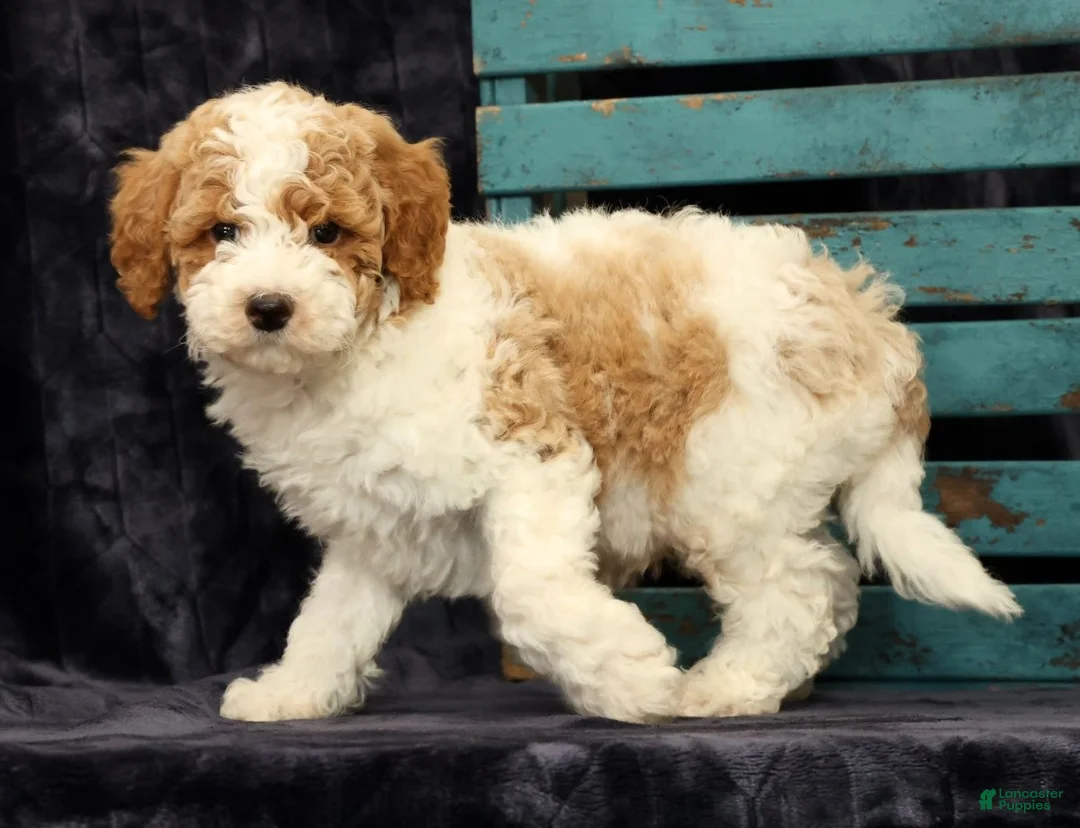 Miniature Poodle dogs for sale: Mitch - Ad 1