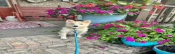 Pomsky dogs for sale: hunter - Ad 4