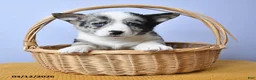 Welsh Corgi Pembroke dogs for sale: Rain - Ad 5