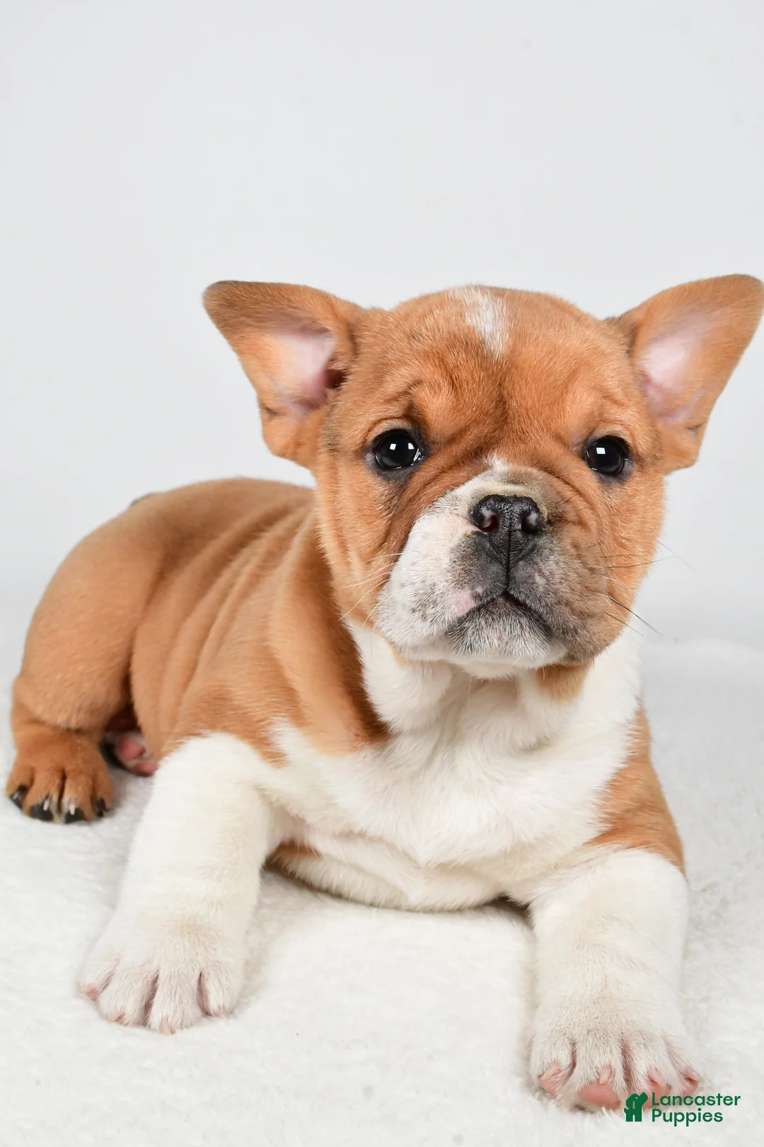 Beabull dogs for sale: Taffy - Ad 7