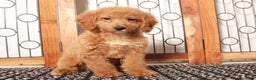 Mini Goldendoodle dogs for sale: Poppy Female Mini Goldendoodle - Ad 2