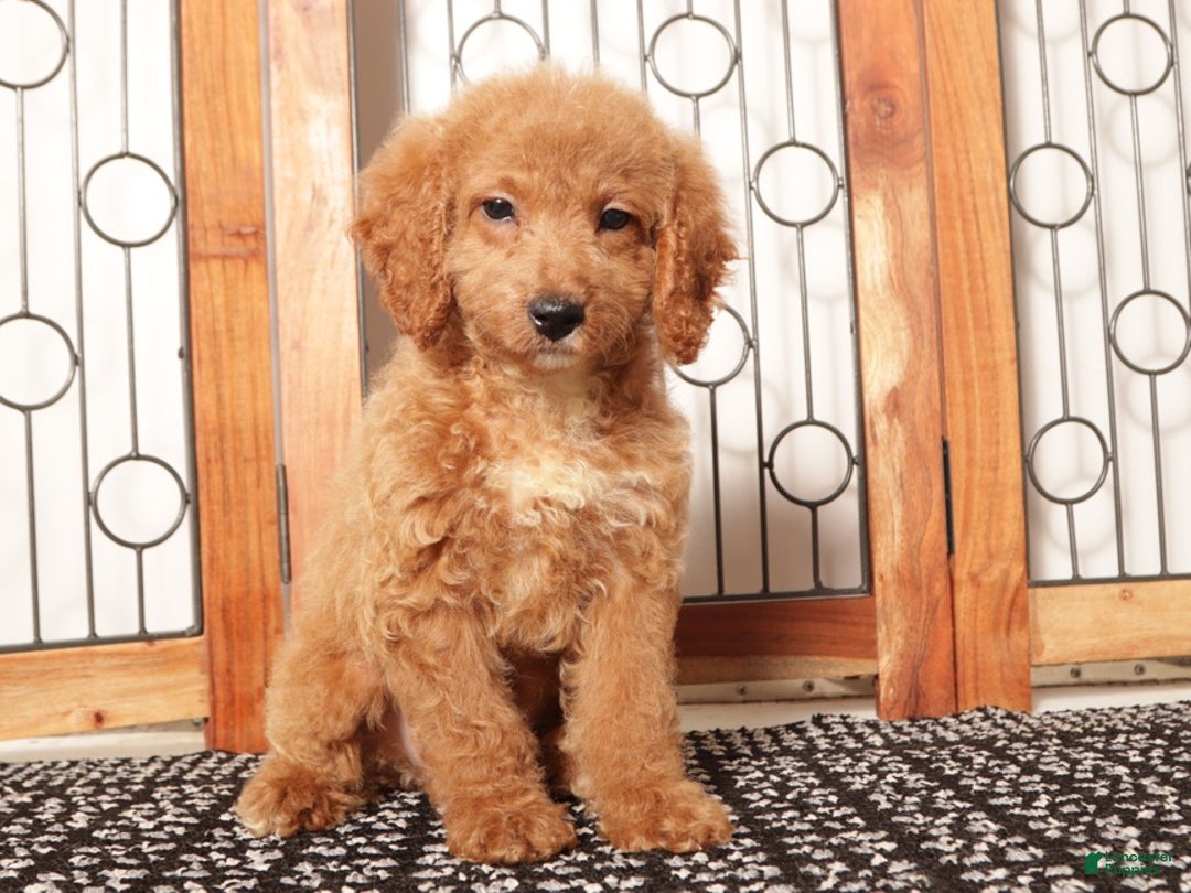 Mini Goldendoodle dogs for sale: Poppy Female Mini Goldendoodle - Ad 2
