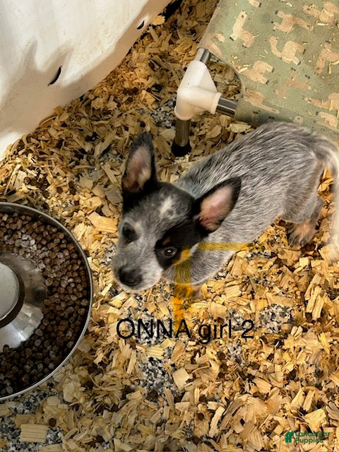 Australian Cattle Dog dogs ONNA GIRL 2 - Ad 1