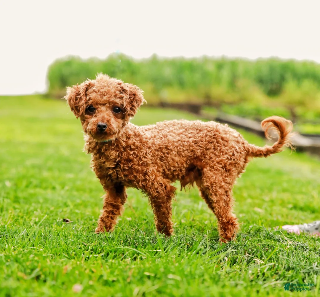 Maltipoo dogs for sale: Jack - Ad 8