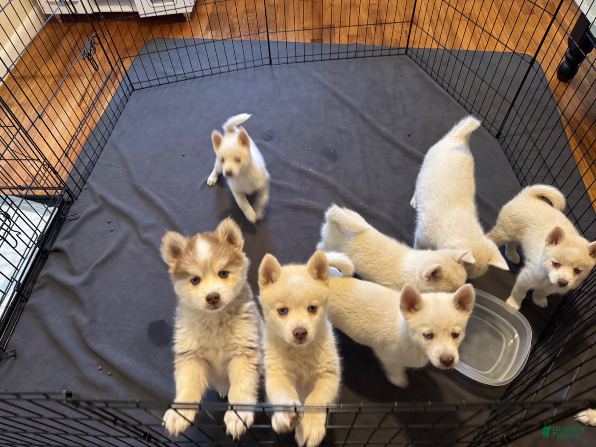 Pomsky dogs Pomsky Puppy 1 - Ad 31