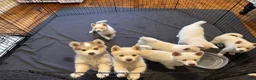 Pomsky dogs for sale: Pomsky Puppy 1 - Ad 1