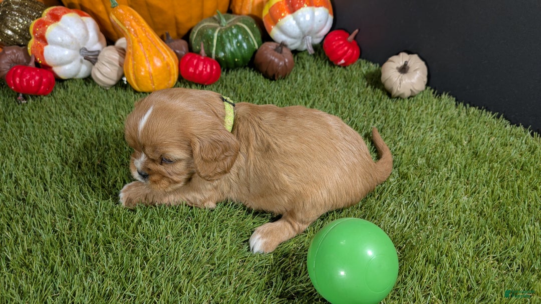 Cavalier King Charles Spaniel dogs for sale: Cavalier King Charles Spaniel Puppy 2 - Ad 3