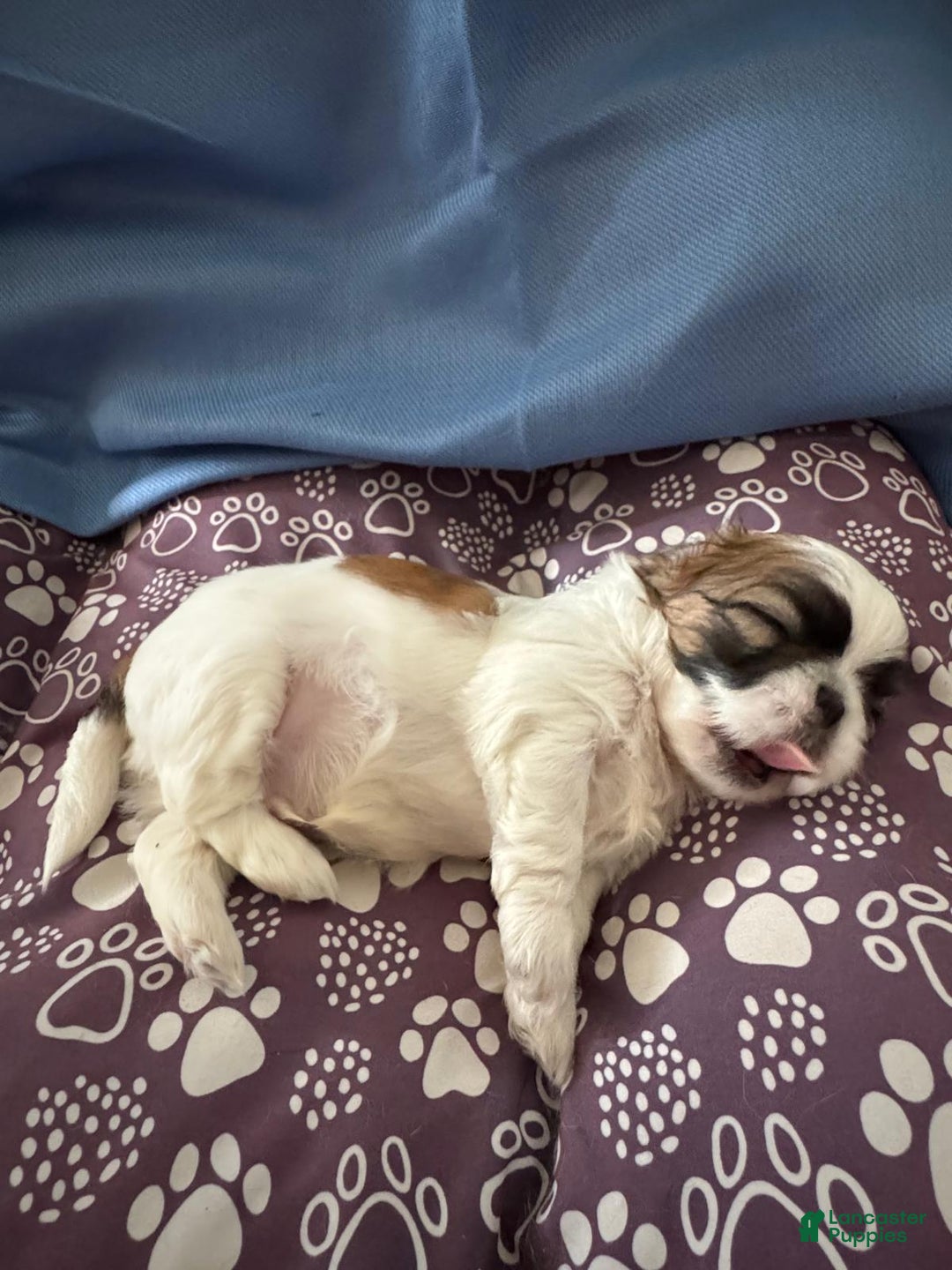 Shih Tzu dogs for sale: Shih Tzu Puppy 2 - Ad 1
