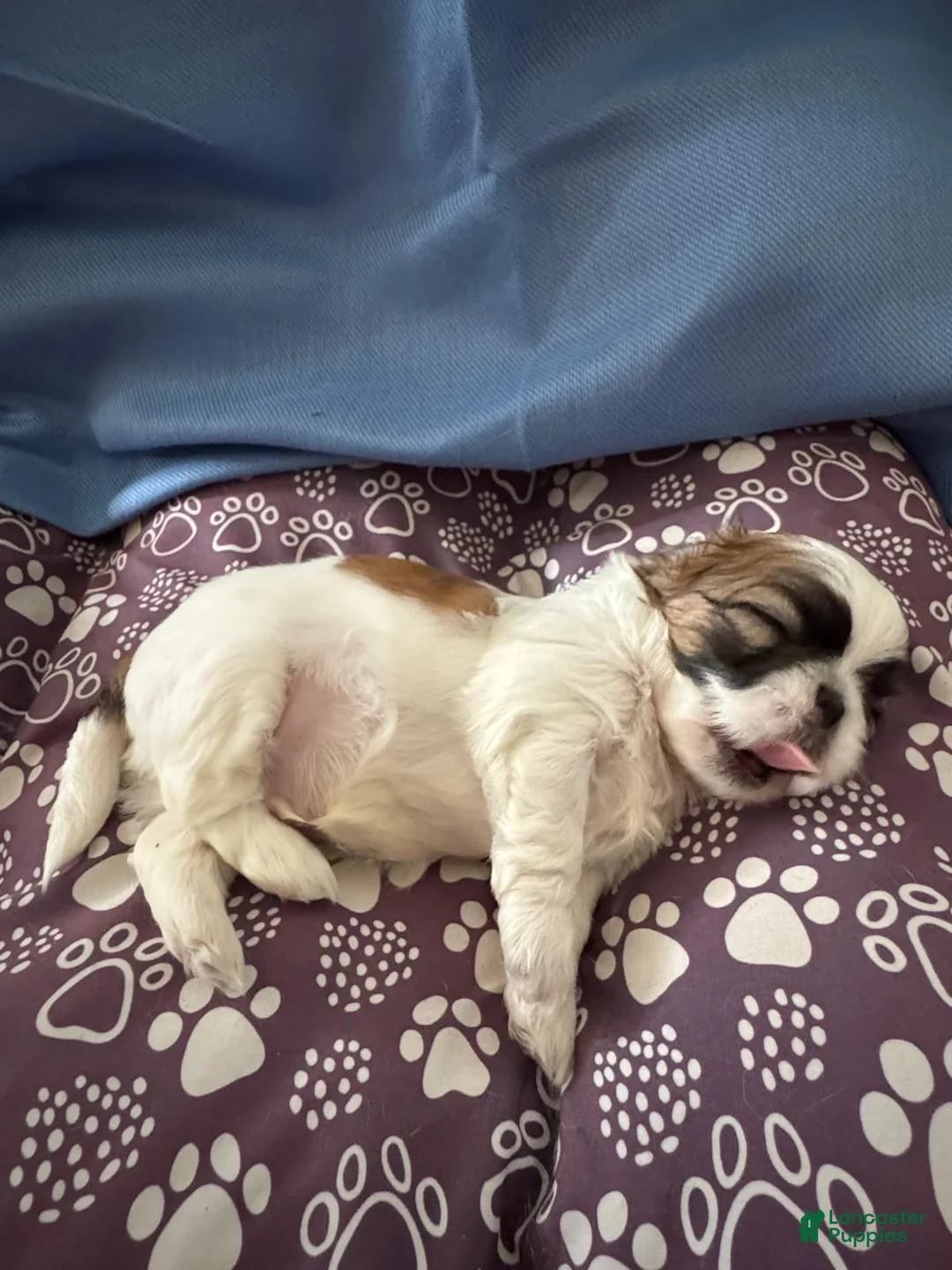 Shih Tzu dogs for sale: Shih Tzu Puppy 2 - Ad 1