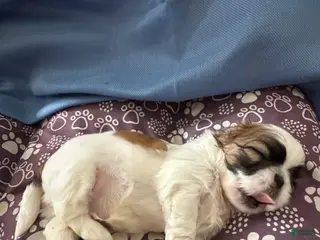 Shih Tzu dogs Shih Tzu Puppy 2 - Ad 3