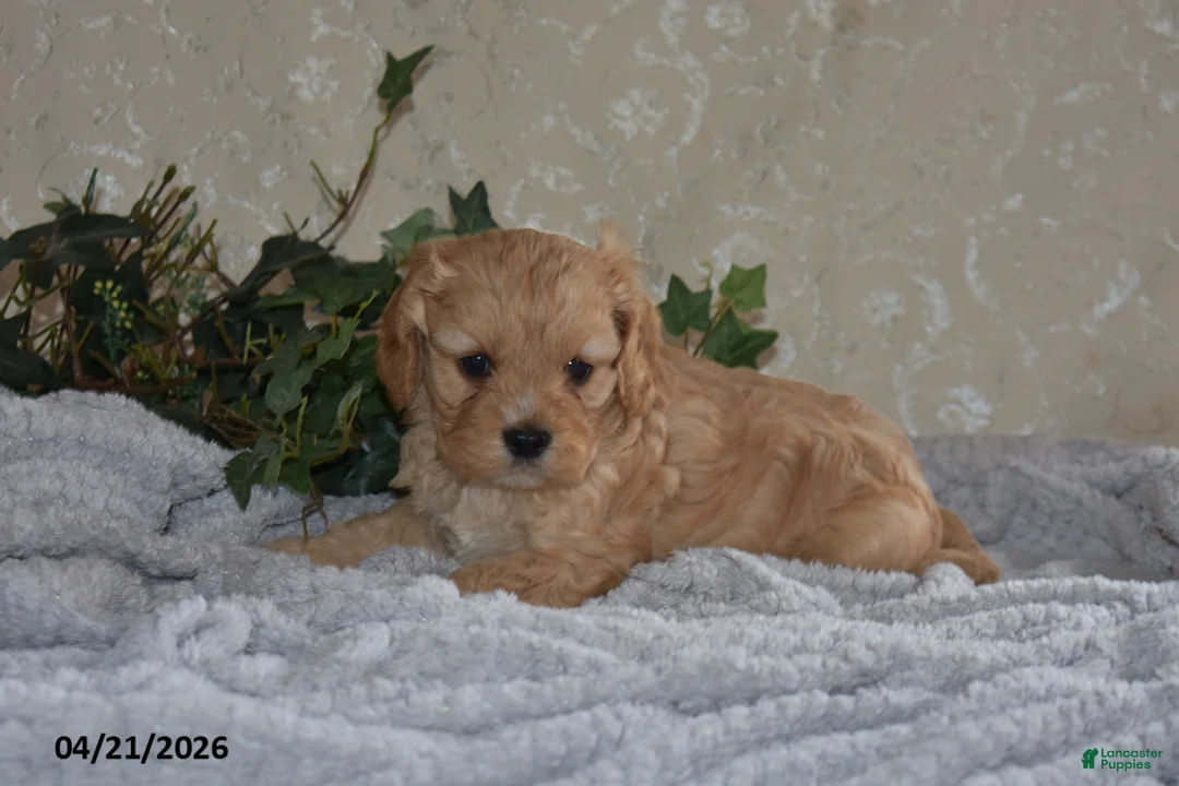 Cavapoo dogs for sale: Luke - Ad 6