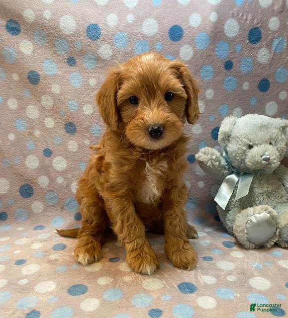 Cavapoo dogs Grover - Ad 1