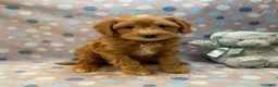 Cavapoo dogs for sale: Grover - Ad 1
