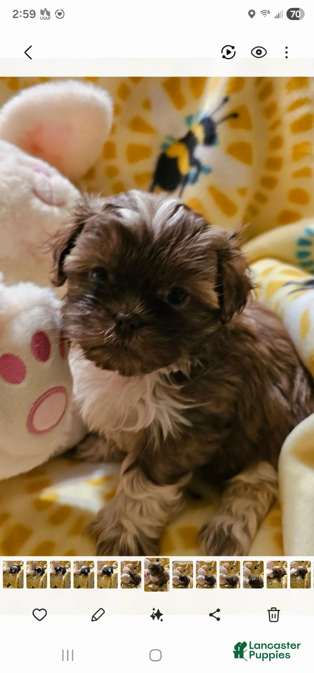 Shih Tzu dogs for sale: Tia - Ad 1