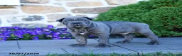 Cane Corso dogs for sale: Buddy - Ad 3