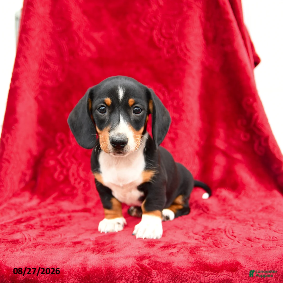 Miniature Dachshund dogs for sale: Sage - Ad 3