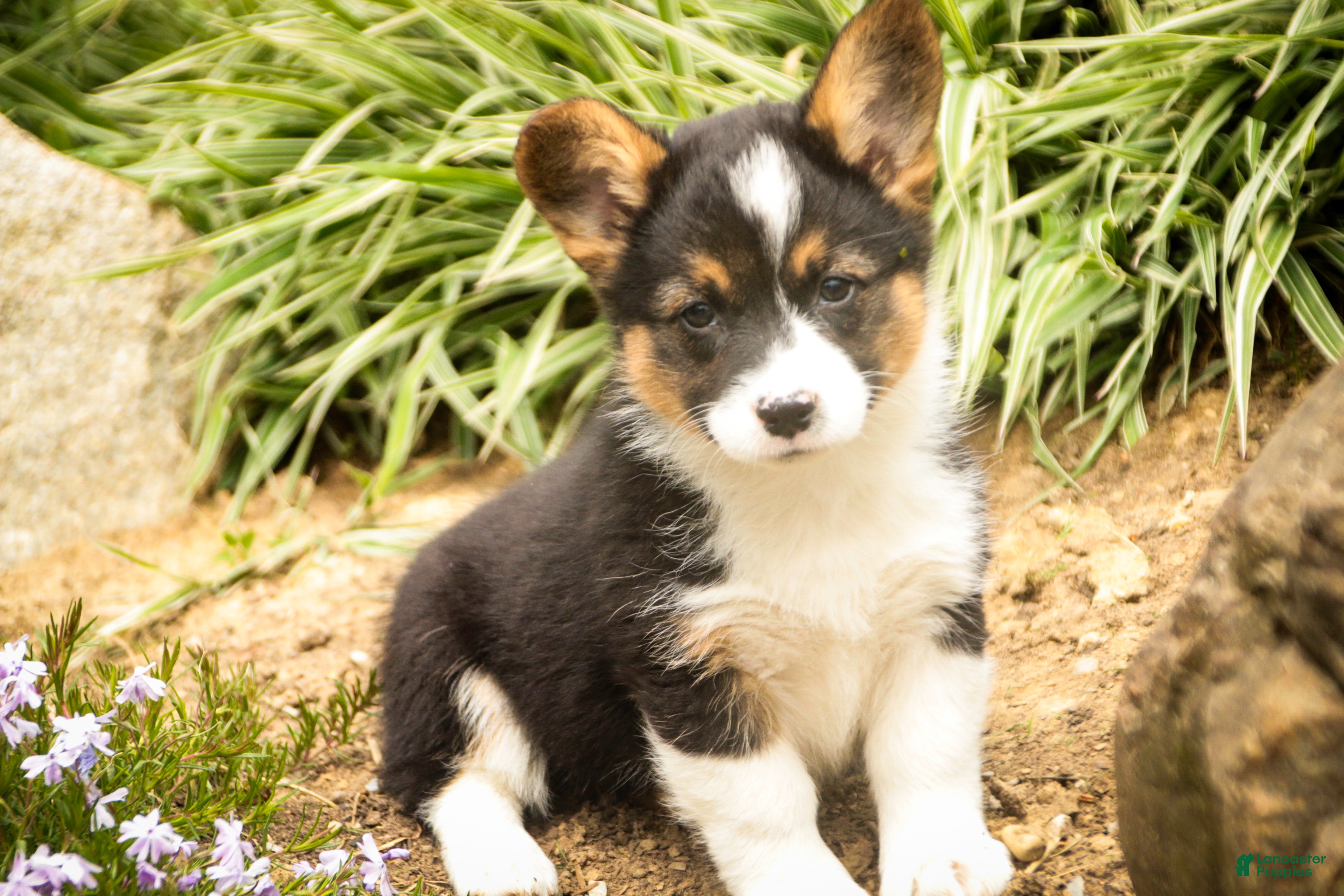 Welsh Corgi Pembroke dogs Genevieve - Ad 1