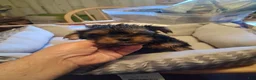 Yorkshire Terrier dogs for sale: Elvis - Ad 1