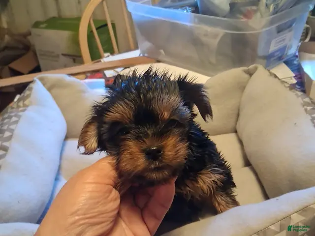 Yorkshire Terrier dogs Elvis - Ad 1