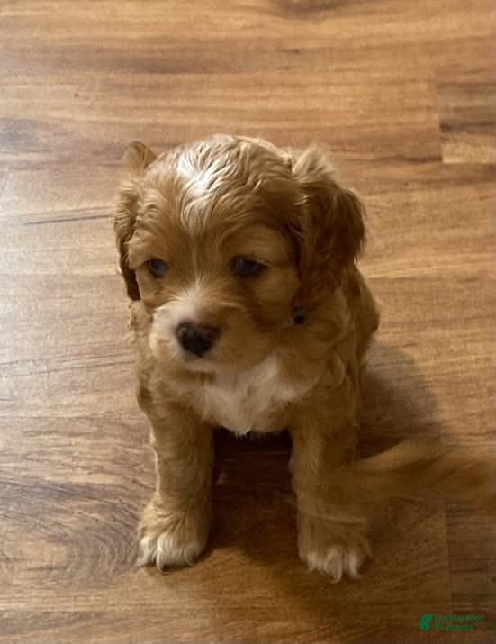 Mixed Breed dogs Leland Blue - Ad 24