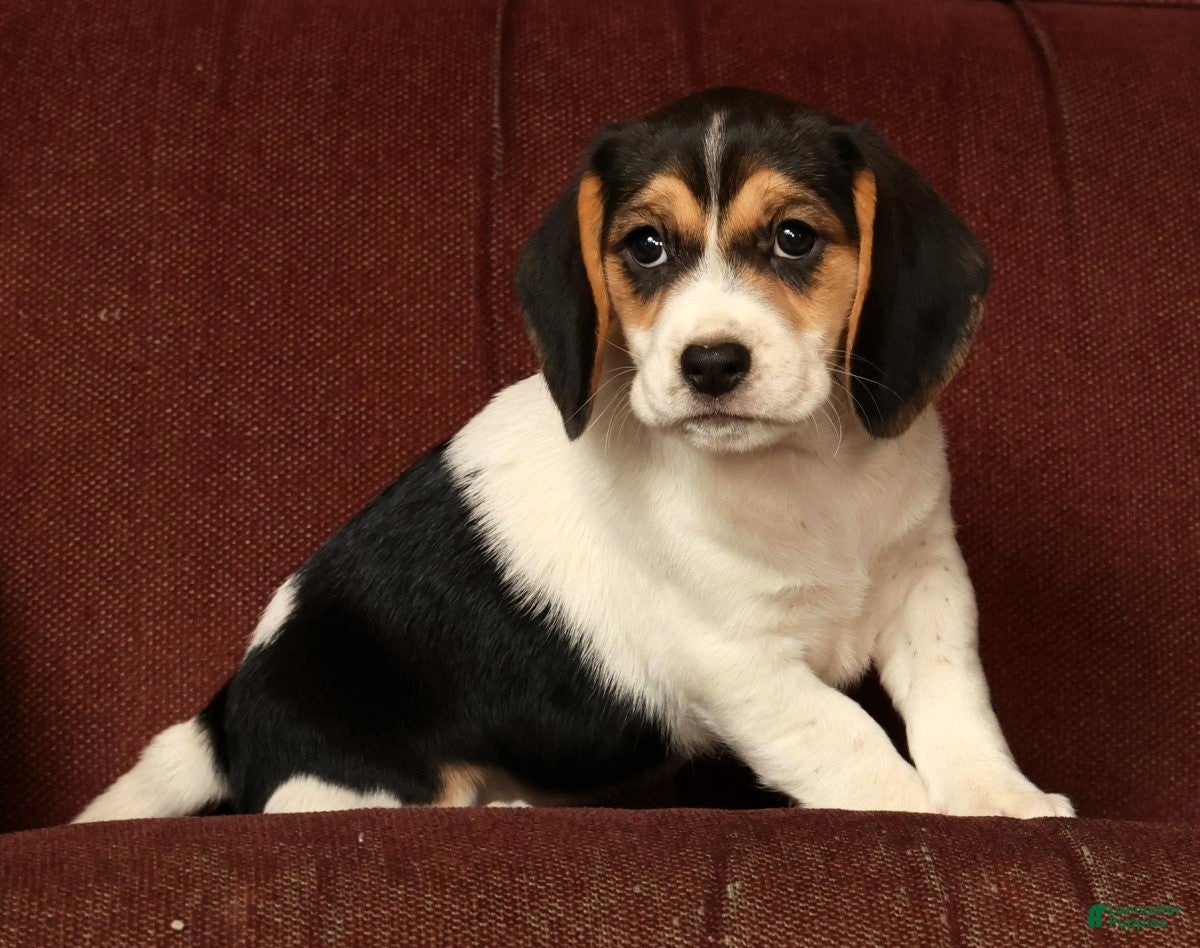 Beagle dogs for sale: Cuddles - Ad 9