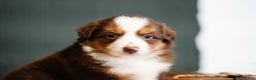 Miniature Australian Shepherd dogs for sale: Daisy - Ad 13