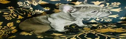 French Bulldog dogs for sale: Madeline - Ad 5