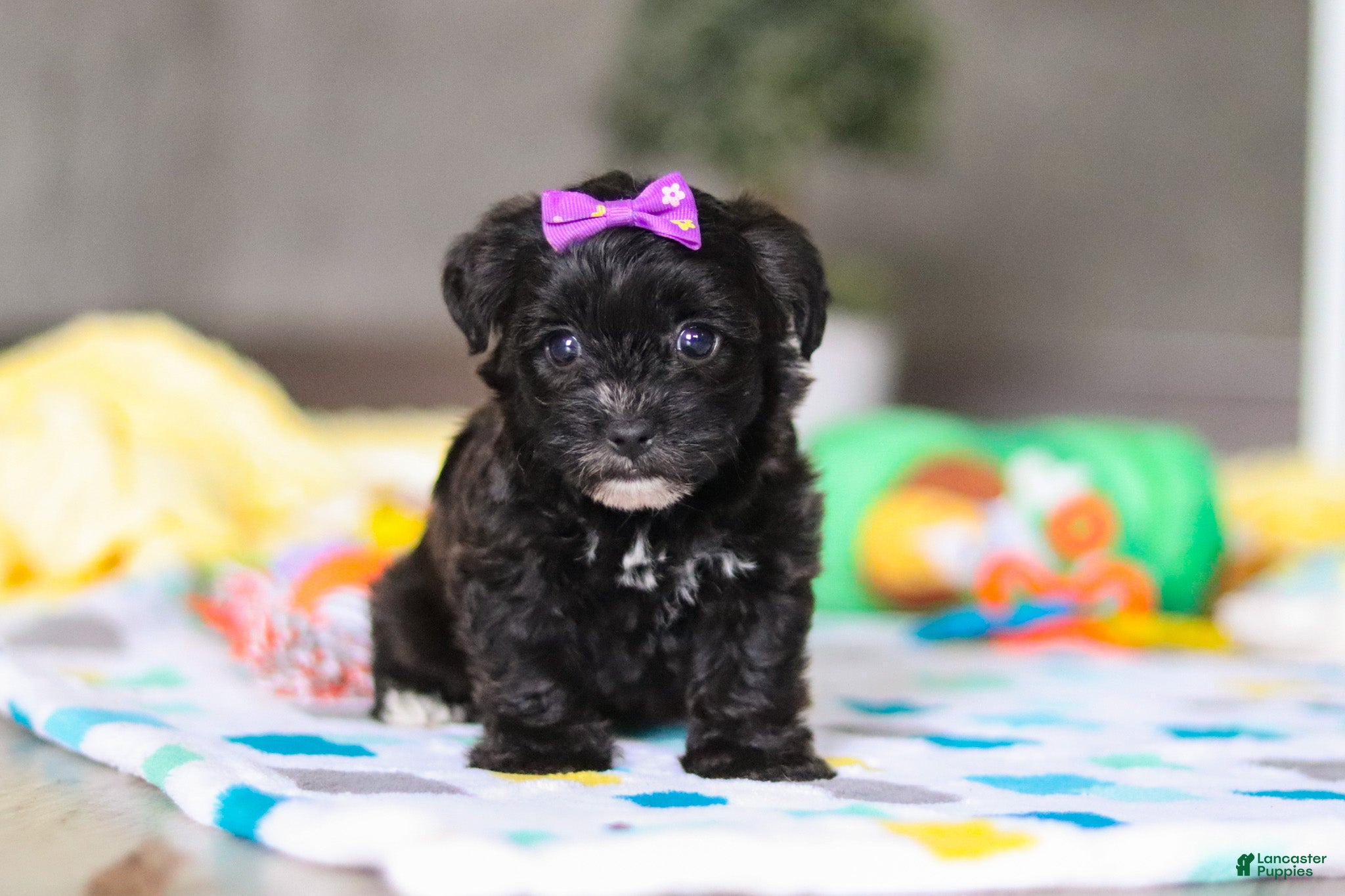 Yorkiepoo dogs Allie - Ad 1